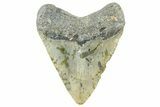 Fossil Megalodon Tooth - North Carolina #365006-2